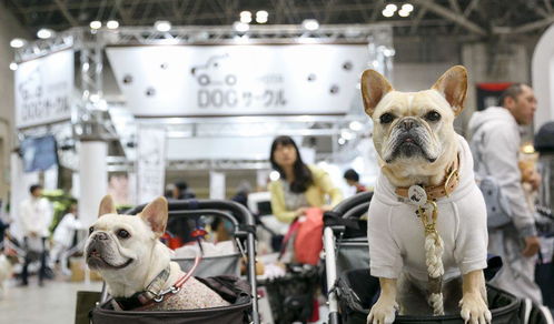 寵物產品展覽 一站式備齊展覽服務，為您的寵物生活添彩